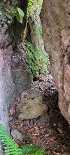 Plants: image 44 Of 208 Thumb